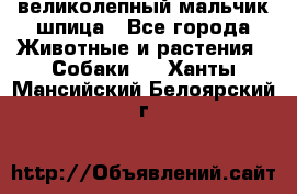 великолепный мальчик шпица - Все города Животные и растения » Собаки   . Ханты-Мансийский,Белоярский г.